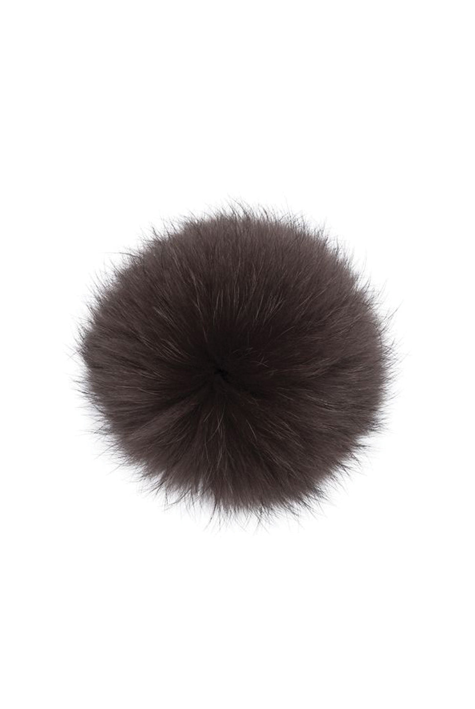 Raccoon Pom - Chocolate-Lindo F-Over the Rainbow